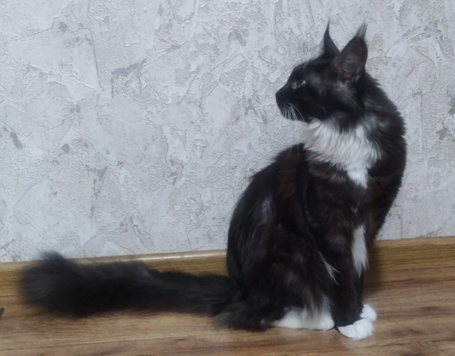 Мейн-кун девочка в разведение