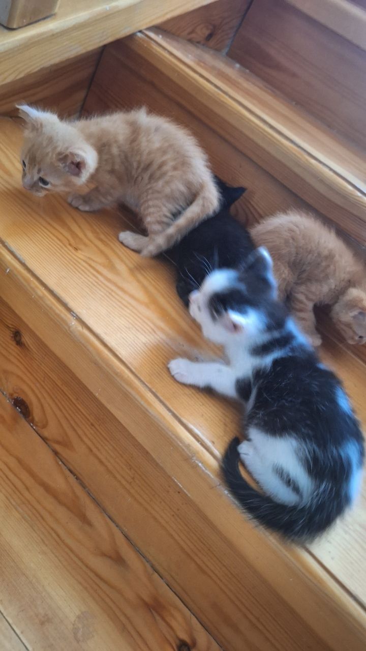 Отдам милых котят