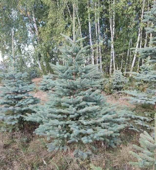 Brazi verzi si arginti