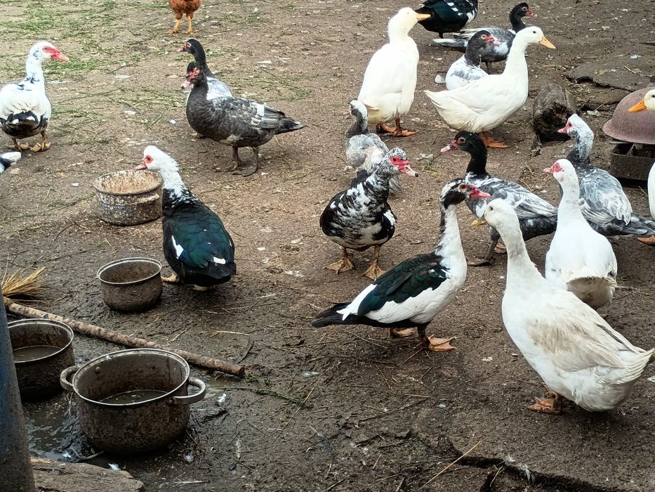 Vând rate mute tinere,  mai multe culori