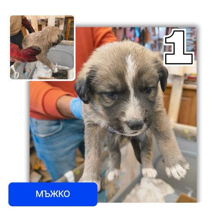 Подаряват се бебета кученца