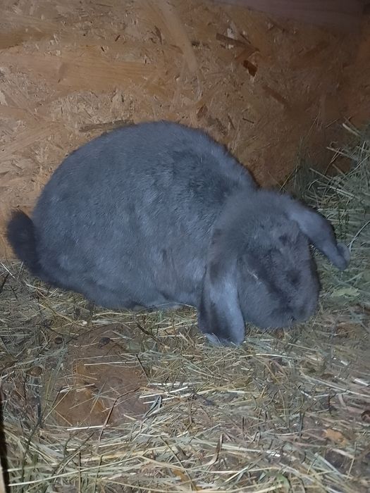 De vânzare doi iepuri și o iepuroaică