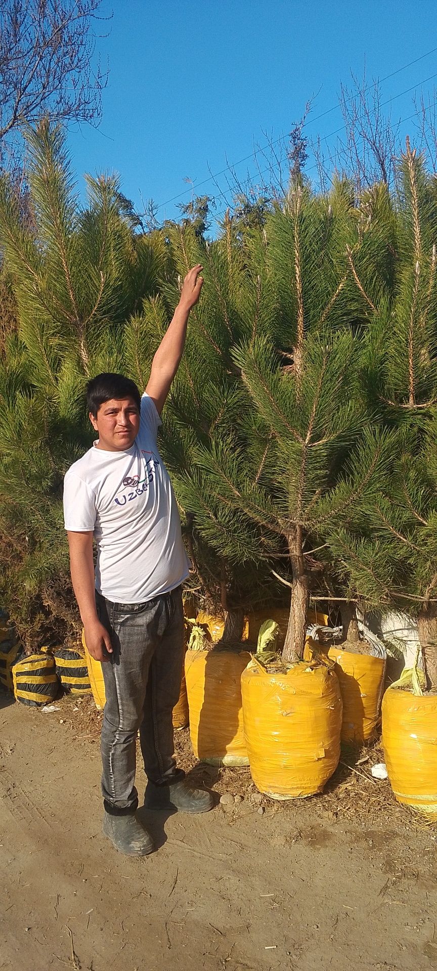Qirim archalar ham bor