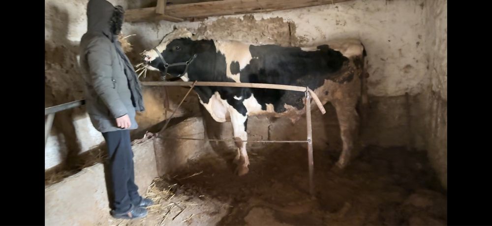 Buqa sotiladi 3 yashar atrofida. Yeb ichishlari zõr.