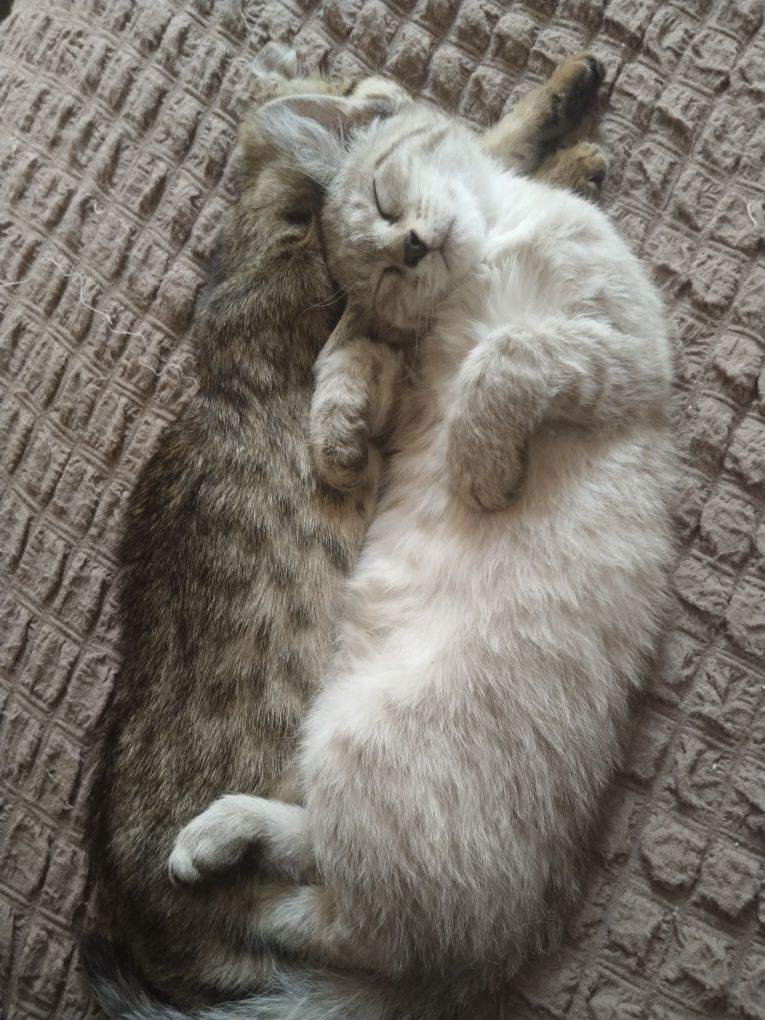 Продаются котята тайской породы кошек!