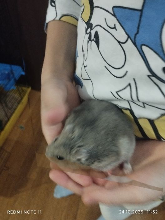 Donam hamsteri drăguți , unul este toy iar altul siberian,.