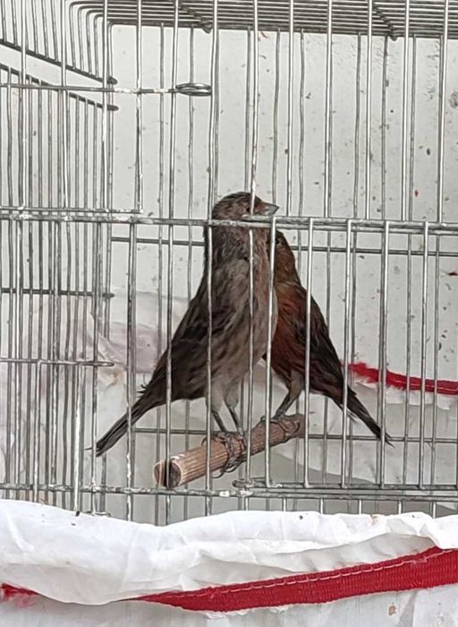 Последен женски и мъжки канари за Бургас