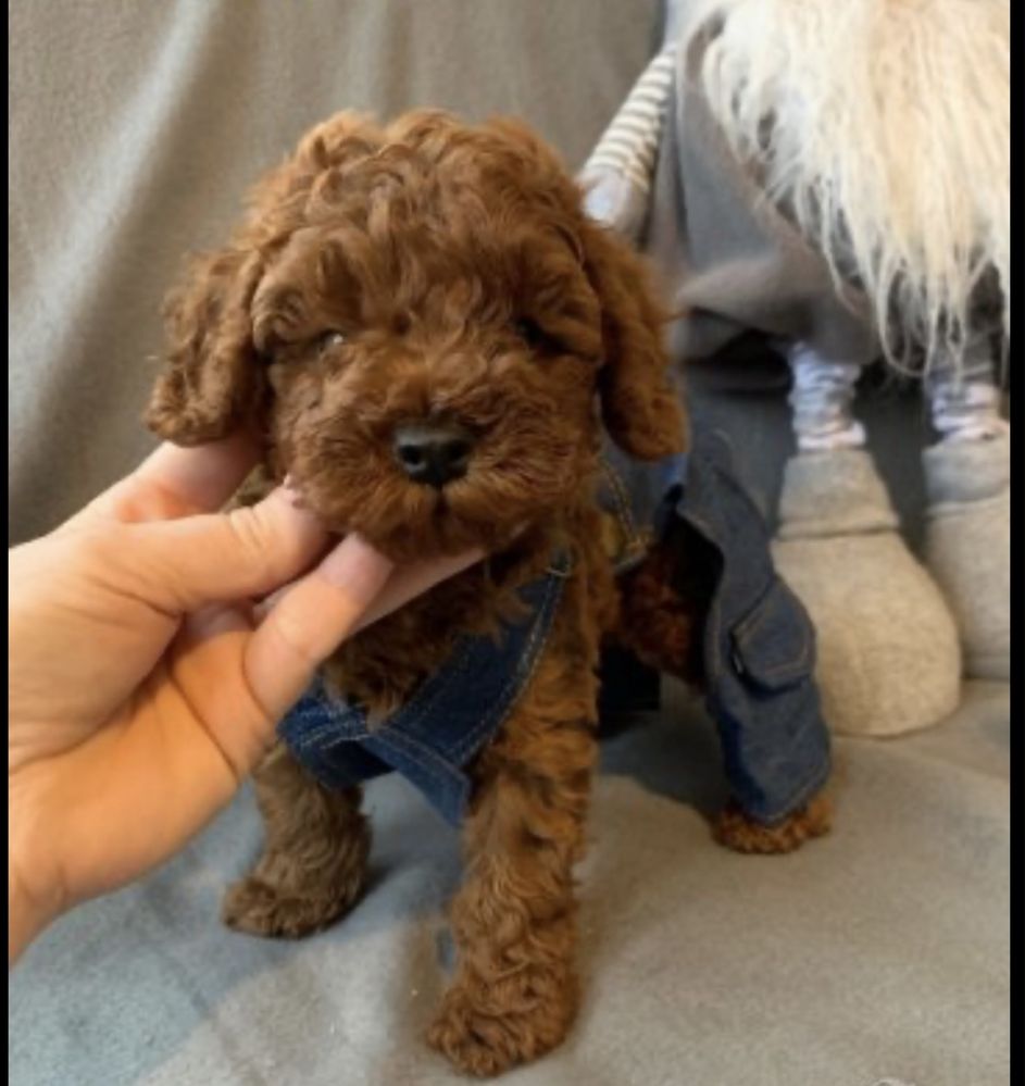 Пудел той /Poodle toy с родословие