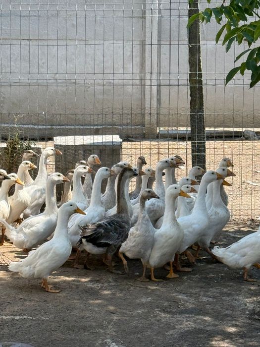 Boboci de. Gasca