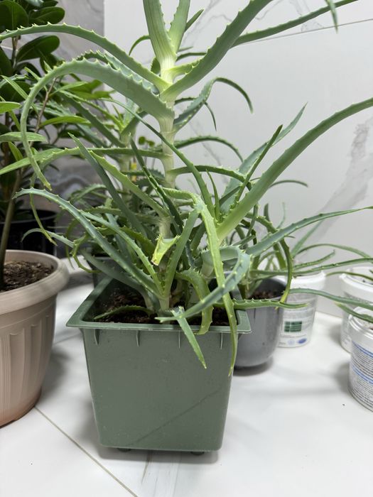 Продается лечебная алоэ