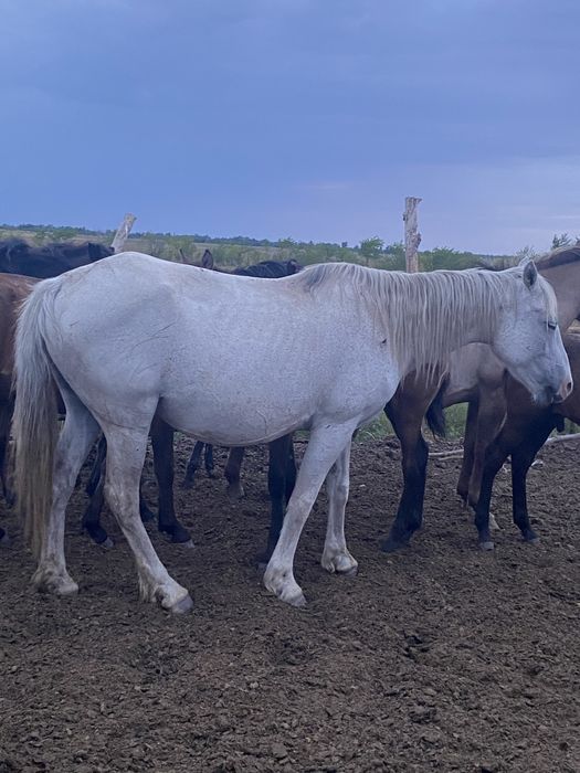 Продам жиребую кобылу