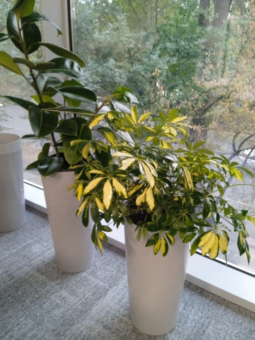 Озеленение и уход за цветами