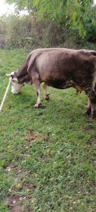 Vând vacă cu lapte.