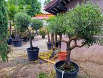 Bonsai din maslin