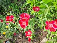 Продам многолетние садовые цветы недорого