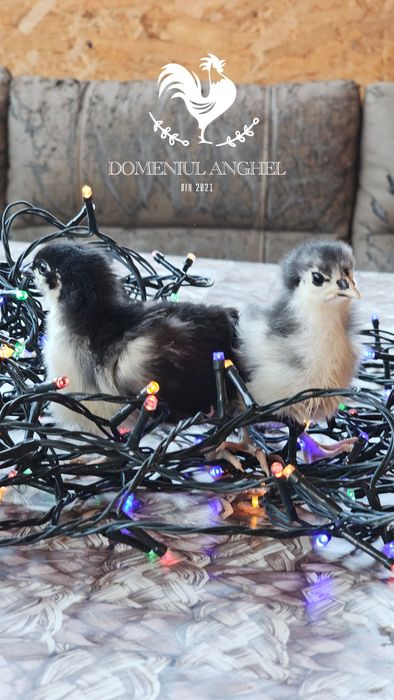 Pui Australorp Negru/Splash/Albastru