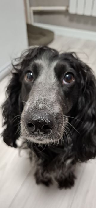 Отдам в хорошие руки