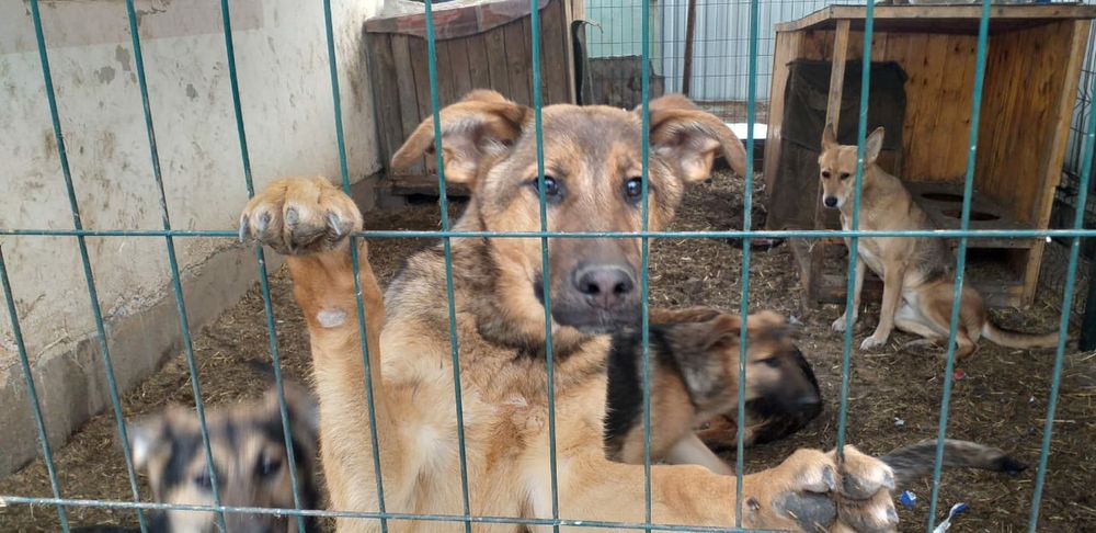 Отдам щенков 8 месяцев