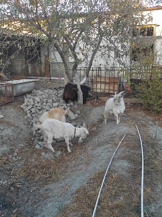 Assalom aleykum zòr semirgan echkilar soltiladi