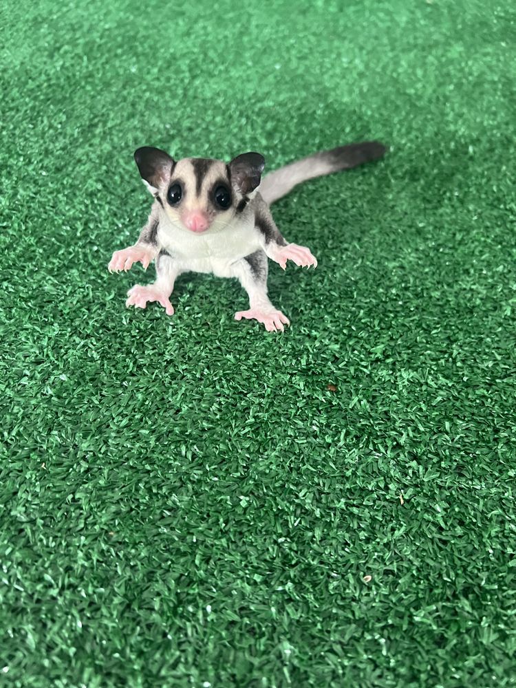 Sugar glider veverite zburatoare