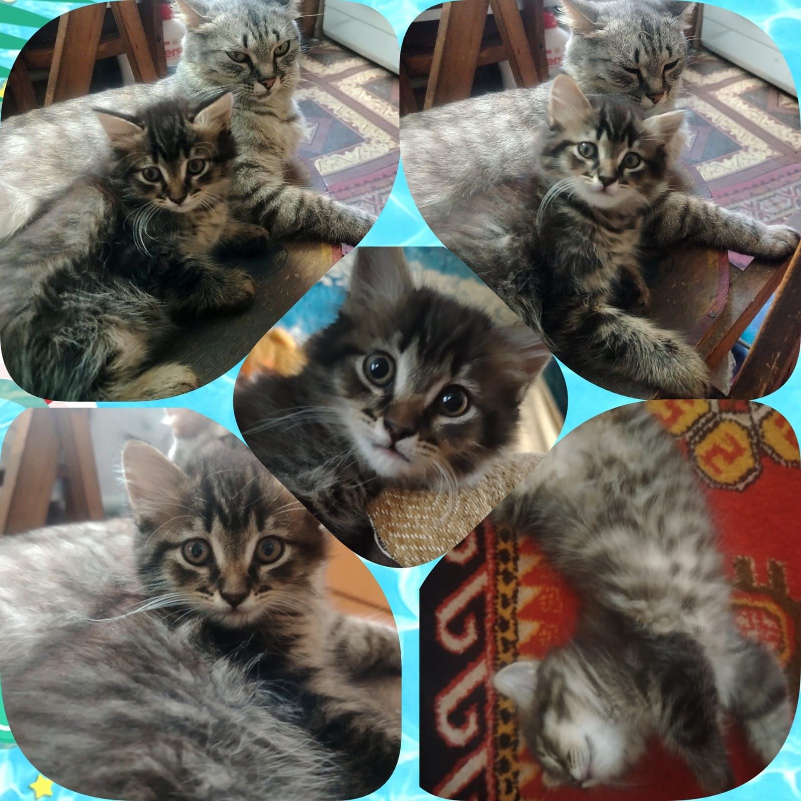 Отдам оченбь ласковую кошечку в добрые руки