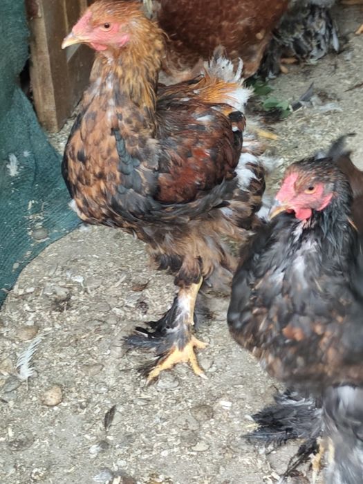 Cocoși Brahma somon și alte rase și metiși