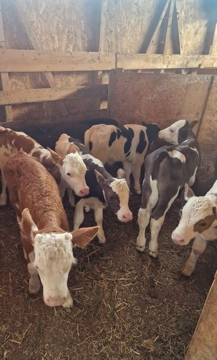 Aduc viței de rasă pe comandă dumneavoastră!!