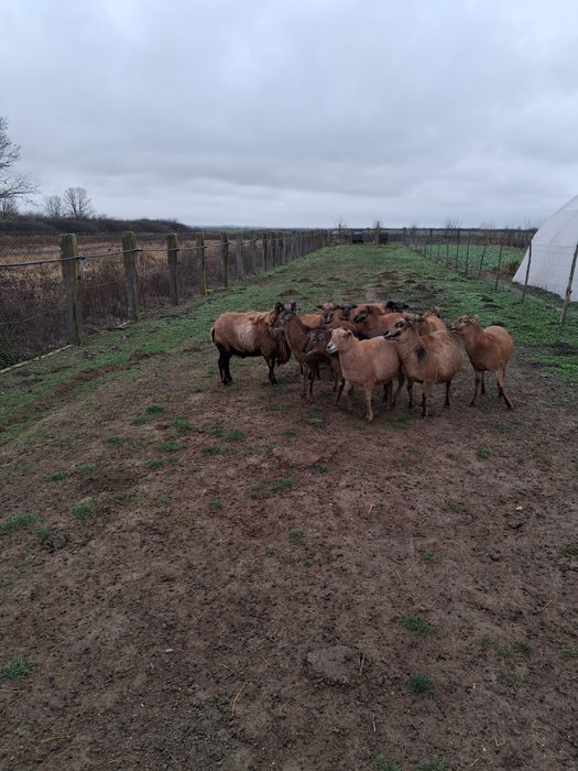 Vând oi camerun tinere
