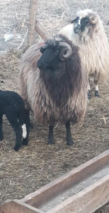 12 oi țurcane,8 țigăi,tinere