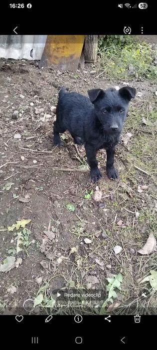 Donez cătelușă de 7 săptămâni