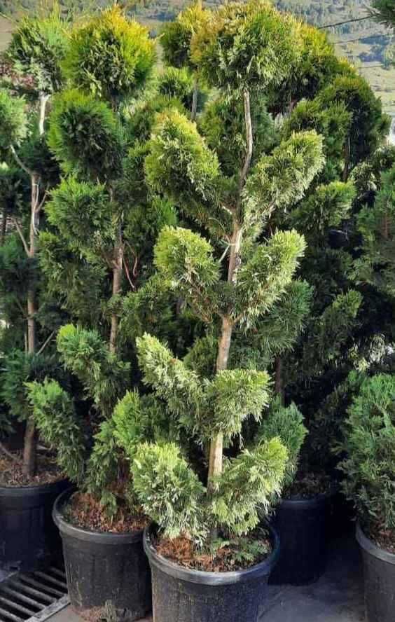Tuia columnaris Smarald Pon pon spiral Buxus