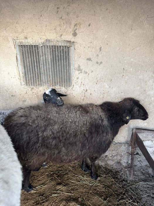 Кой, Овцы, Семыз