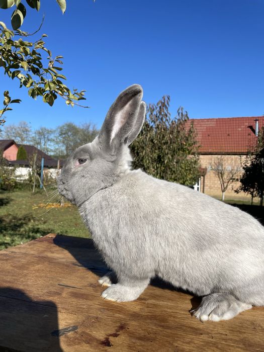 Iepure secuiesc albastru