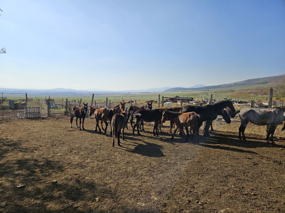 Мулета,катъри,коне
