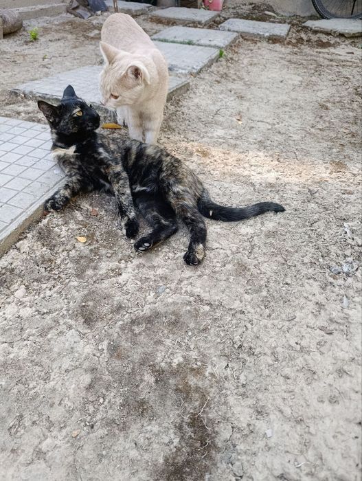 Отдам котят в хорошие руки