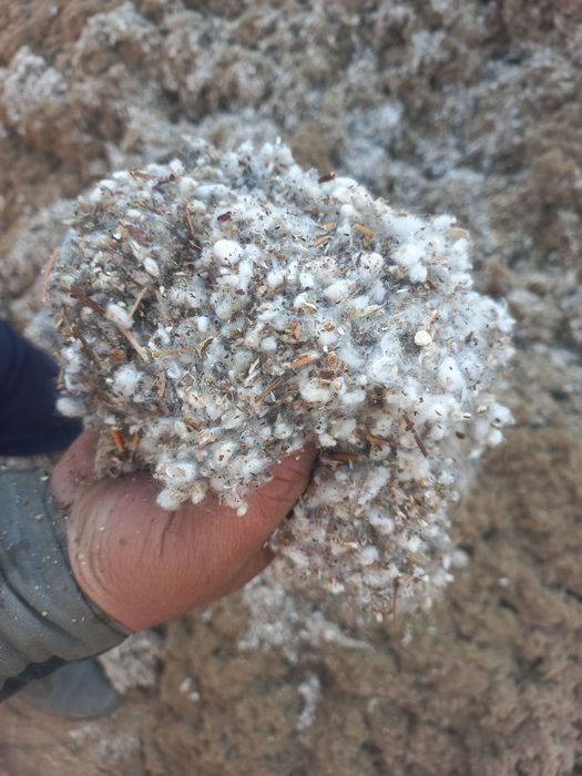 Пахтали Шулхаси бор чигитли