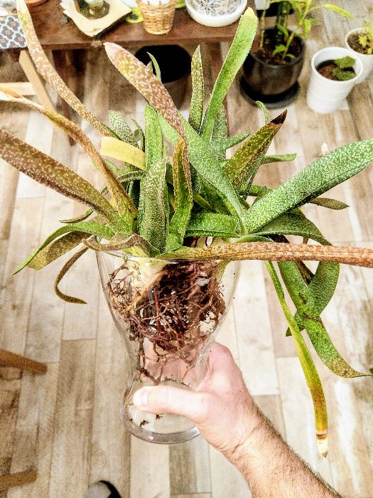 Gasteria carinata var. verrucosa - вкоренени издънки