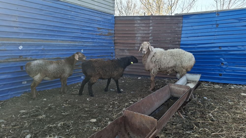 Кошкар сатамын денеси ири бойы 1 метир