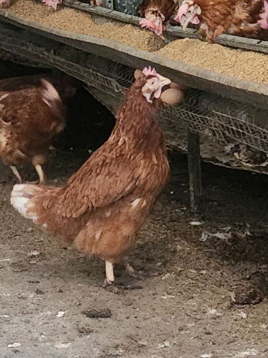 Продавам кокошки носачки woman Brown за яйца с голяма носливост Продав