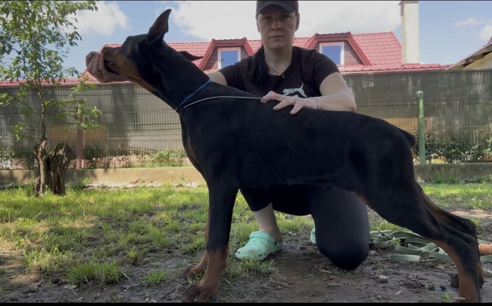 Cățeluș Doberman de 11 luni cu pedigree la reducere