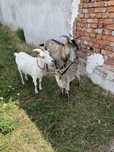 2 capre si un iedut
