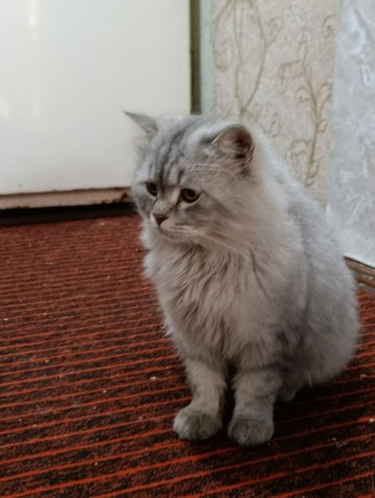 Zoddor mushuk british