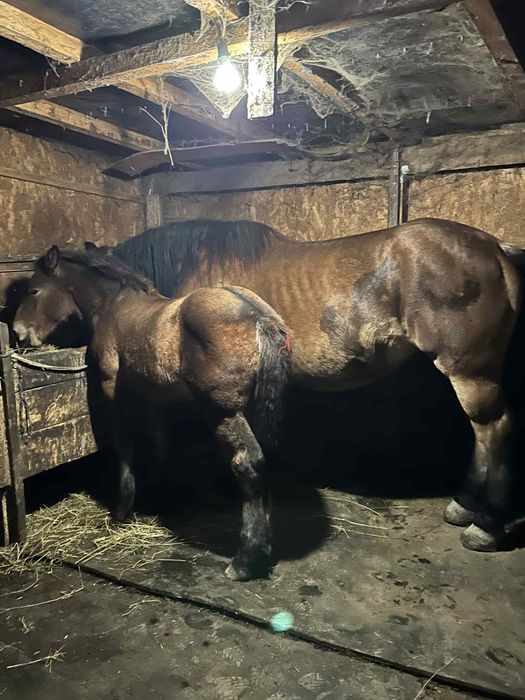 Vand manza de 4 luni !