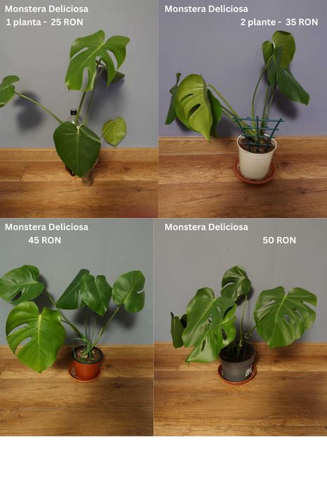Plante de apartament