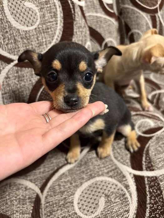 Продавам мини пинчер