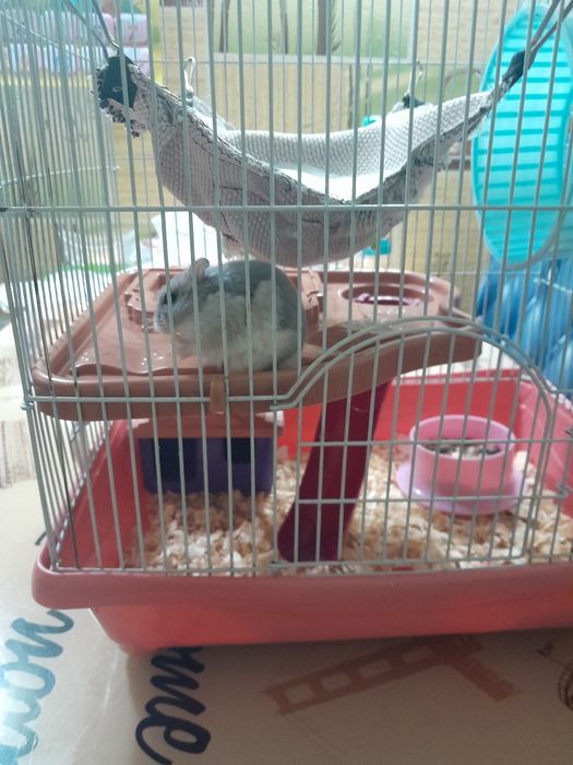 Грызуны , животные.