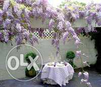 plante agatatoare wisteria sinensis ,decoreaza splendid spatii .