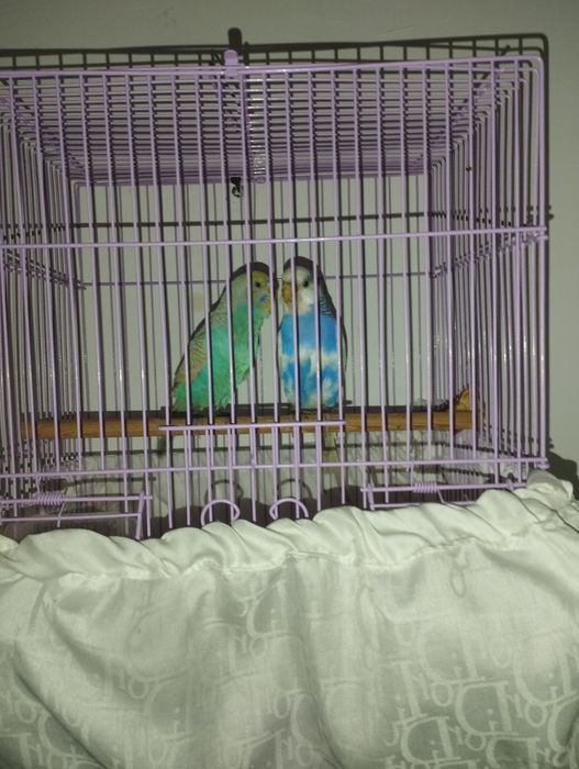 Valnisti qushla sotiladi