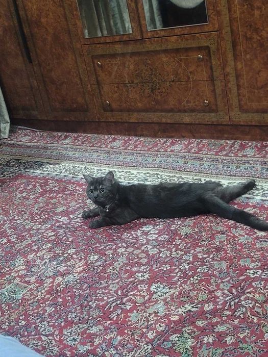 Бесплатно даром отдам в хорошие в руки Породистая Кошка