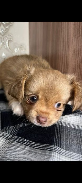 Игручий,весельчак